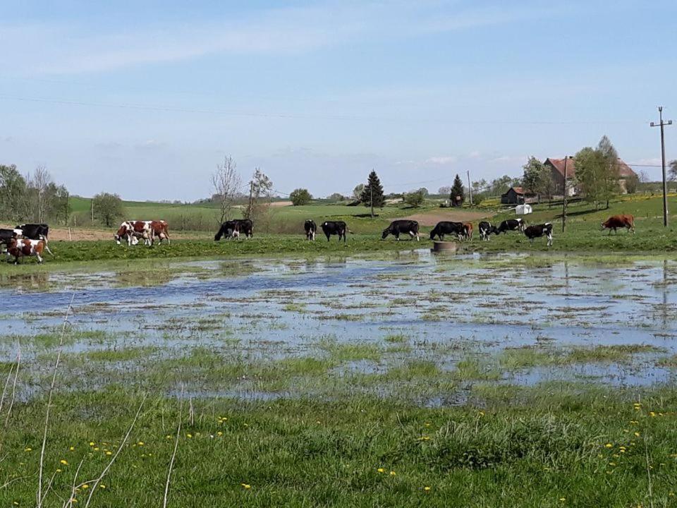 Kolno  Miejsce Mocy Mazury 아파트 외부 사진